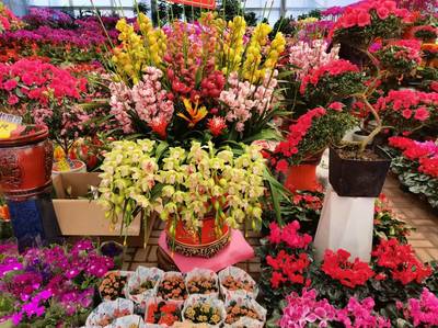 春节将至,年宵花俏销,烟台花卉市场迎来销售旺季