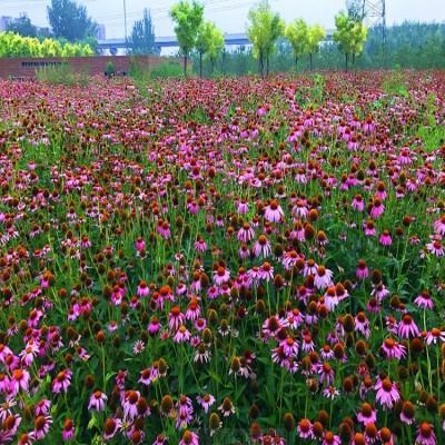 花海报价青州花卉基地供应花卉基地销售