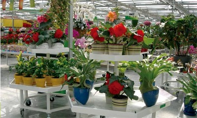 “世纪奥桥”开创绿植鲜花全新销售模式(图)