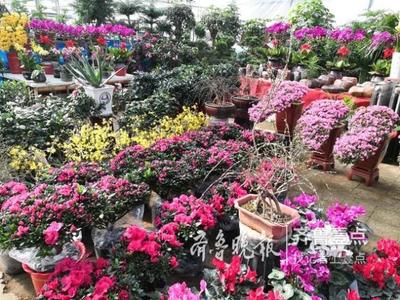 春节临近,泰城花卉销售火爆