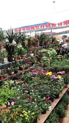 游览花卉市场