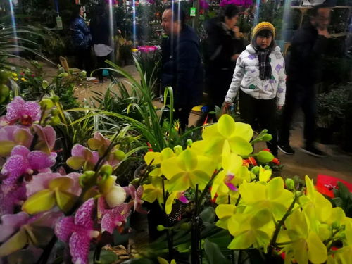 平顶山站增开到佛山始发临客,时间 正月初五到正月十九 春节将近,花卉销售渐热