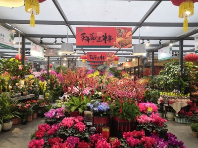 春节临近,长沙花卉销售升温了