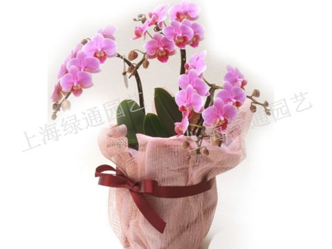 上海冬季花卉销售宣传