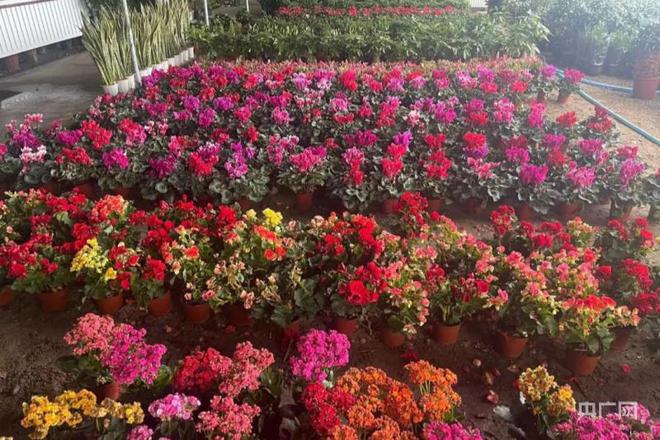 新疆焉耆:花卉市场销售火爆