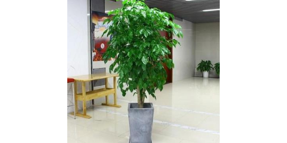 室内绿植花卉销售公司有哪些 服务为先 南京康之蕊园艺供应